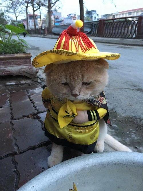 小鱼吃瓜娱乐圈微博,小鱼吃瓜,揭秘明星幕后故事