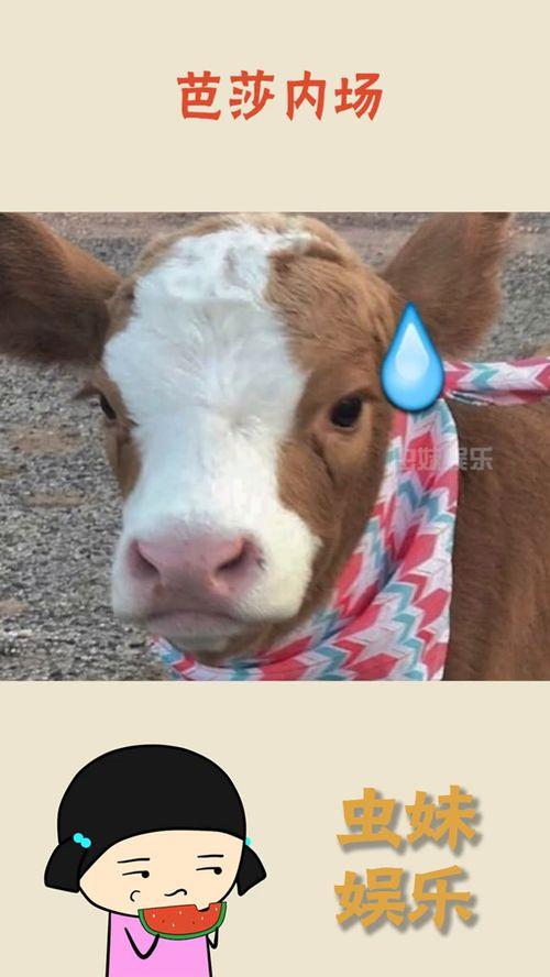 娱乐吃瓜酱1,揭秘娱乐圈那些不为人知的幕后故事